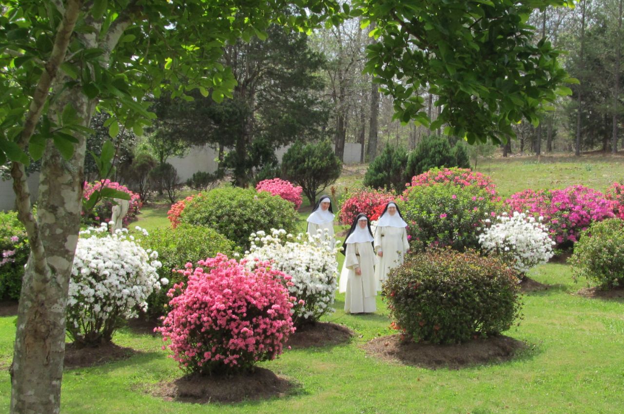Dominican nuns stroll through blooming azalea bushes
